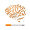 cigaretta hatása az agyra